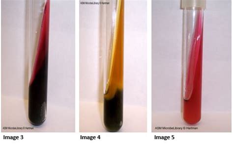 7.1: Introduction to Biochemical Tests Part I .